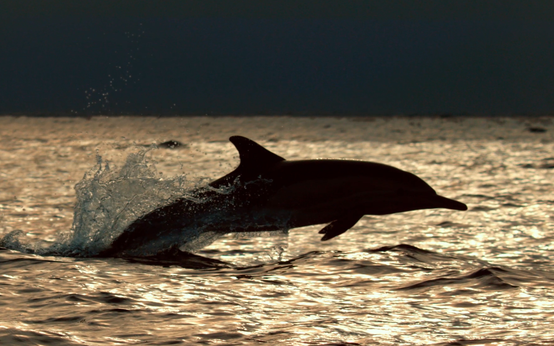 dolphin jumping out of the water