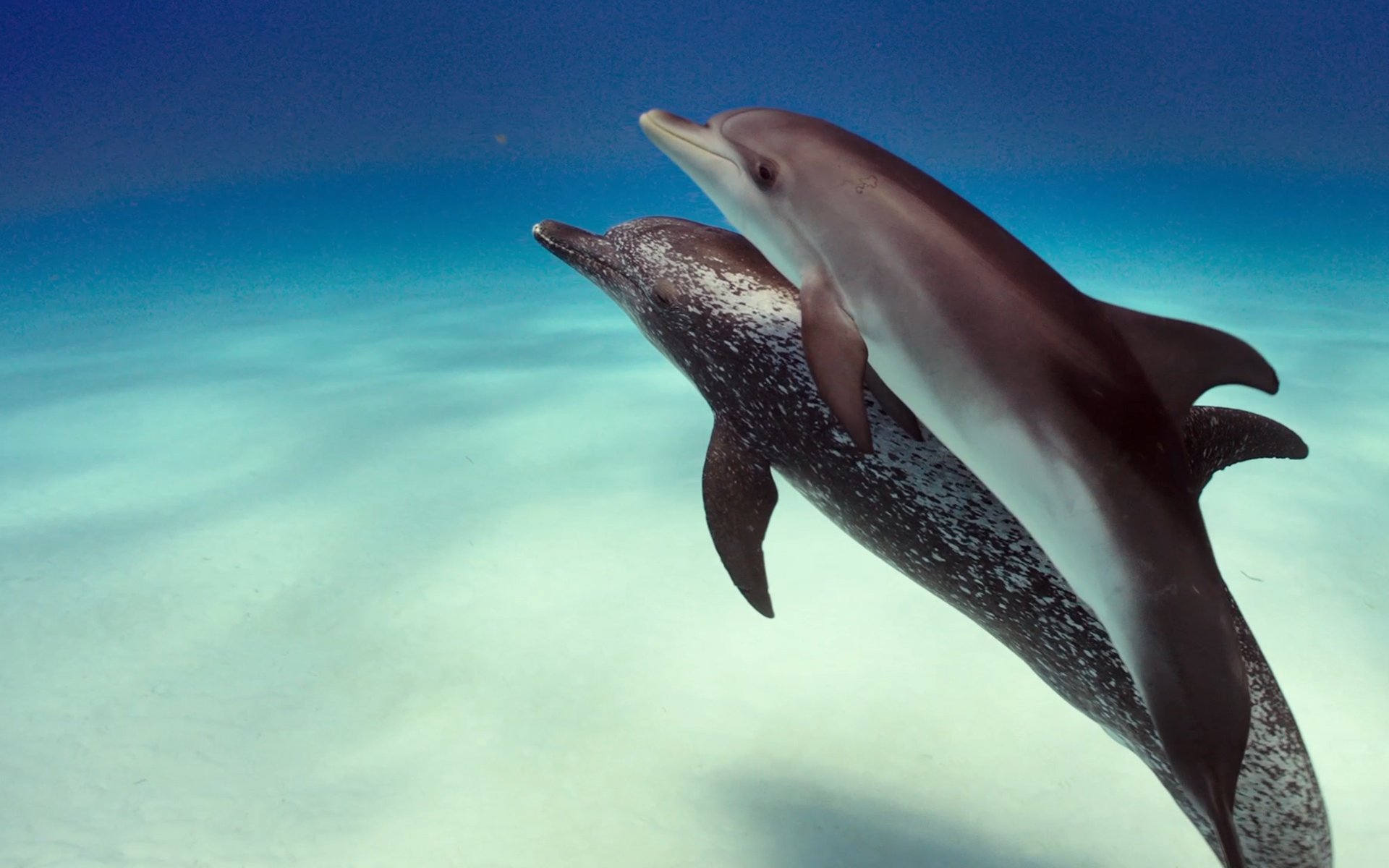 dolphins in water