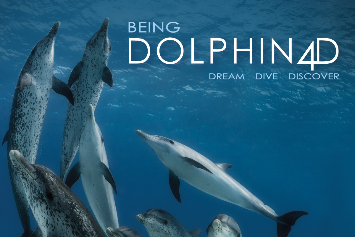 being dolphin 4d key art banner