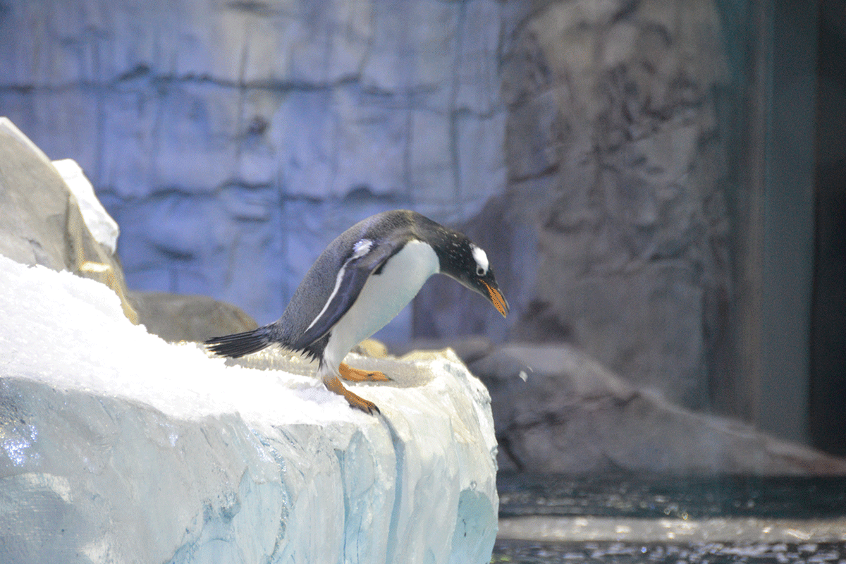 detroit zoo polk penguin conservation center penguins