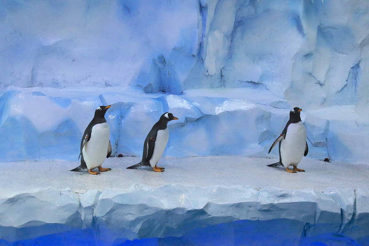 detroit zoo polk penguin conservation center penguins