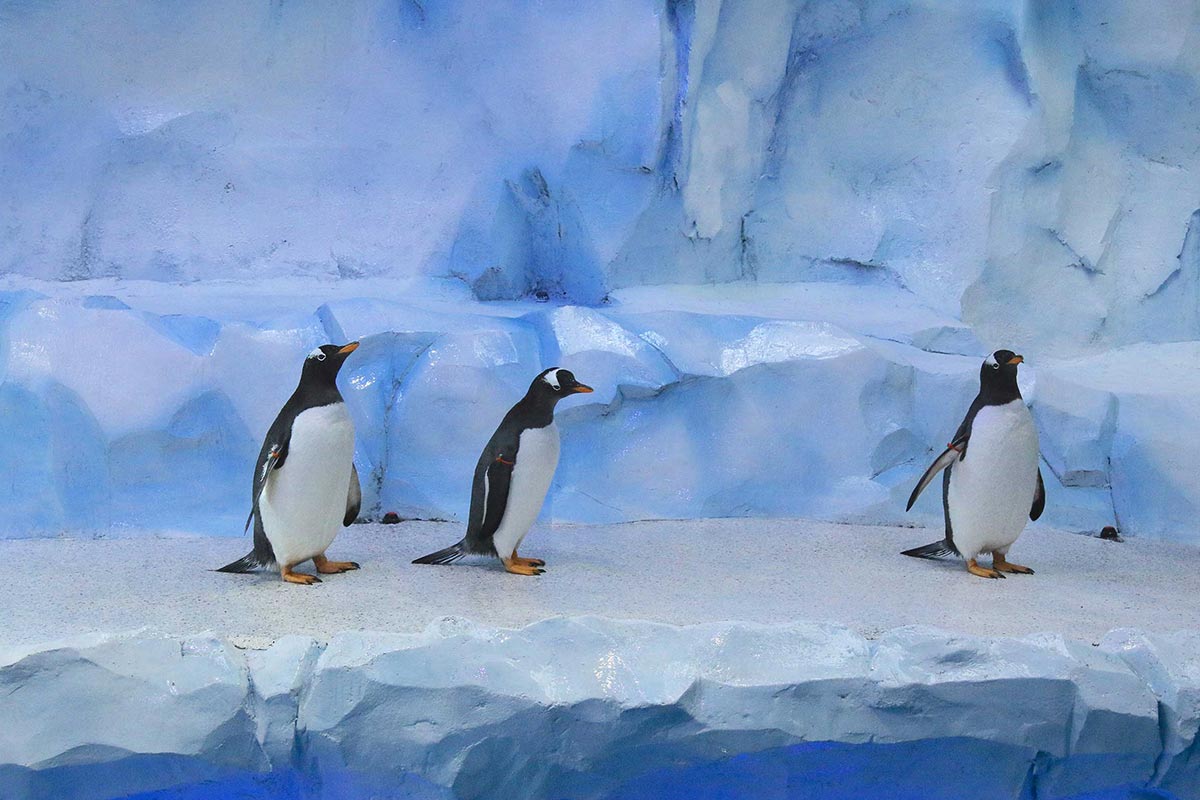 detroit zoo polk penguin conservation center penguins