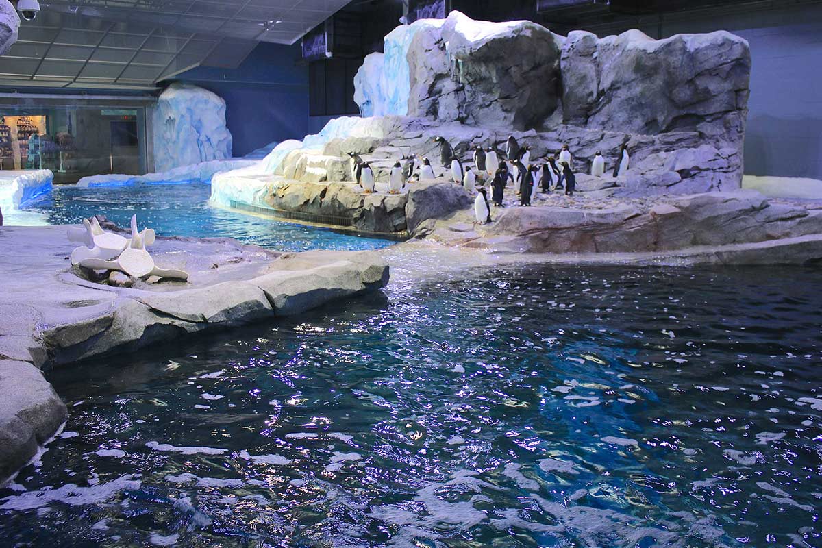 detroit zoo polk penguin conservation center penguins